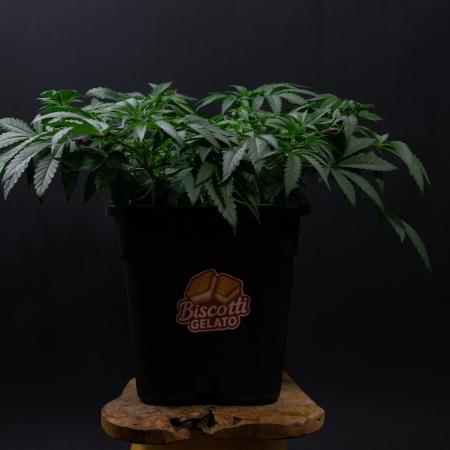 Biscotti Gelato