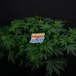 Lemon Cherry Runtz