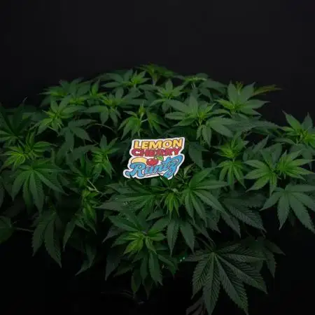 Lemon Cherry Runtz