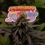 Lemon Cherry Runtz