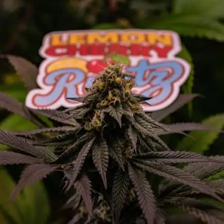 Lemon Cherry Runtz