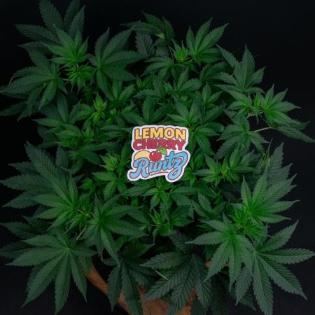 Lemon Cherry Runtz