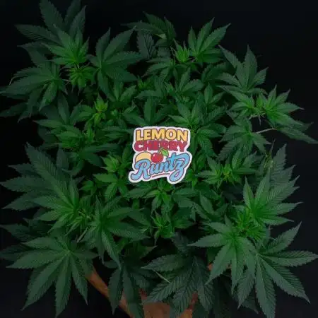 Lemon Cherry Runtz
