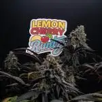 Lemon Cherry Runtz
