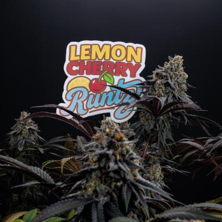 Lemon Cherry Runtz