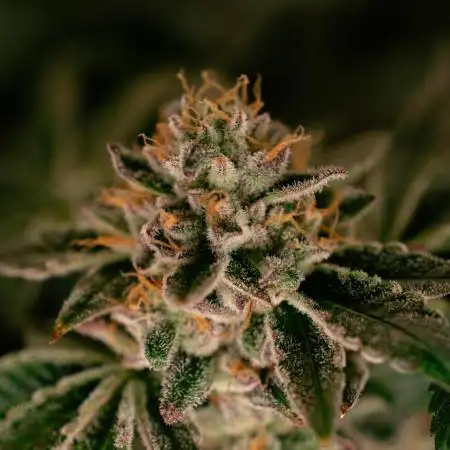 Grape Guava