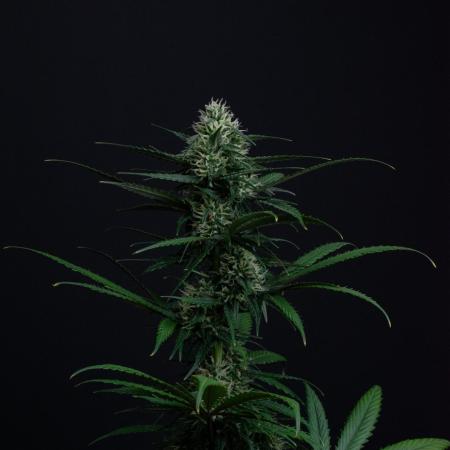 Pineapple Slush XL auto