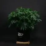 Lemon Cherry Runtz