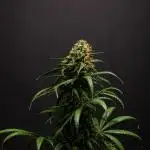 Pineapple Slush XL auto