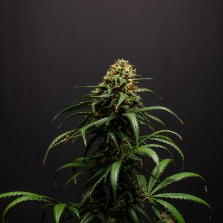 Pineapple Slush XL auto