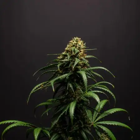 Pineapple Slush XL auto