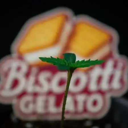 Biscotti Gelato