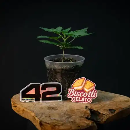 Biscotti Gelato