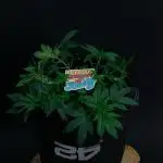 Lemon Cherry Runtz