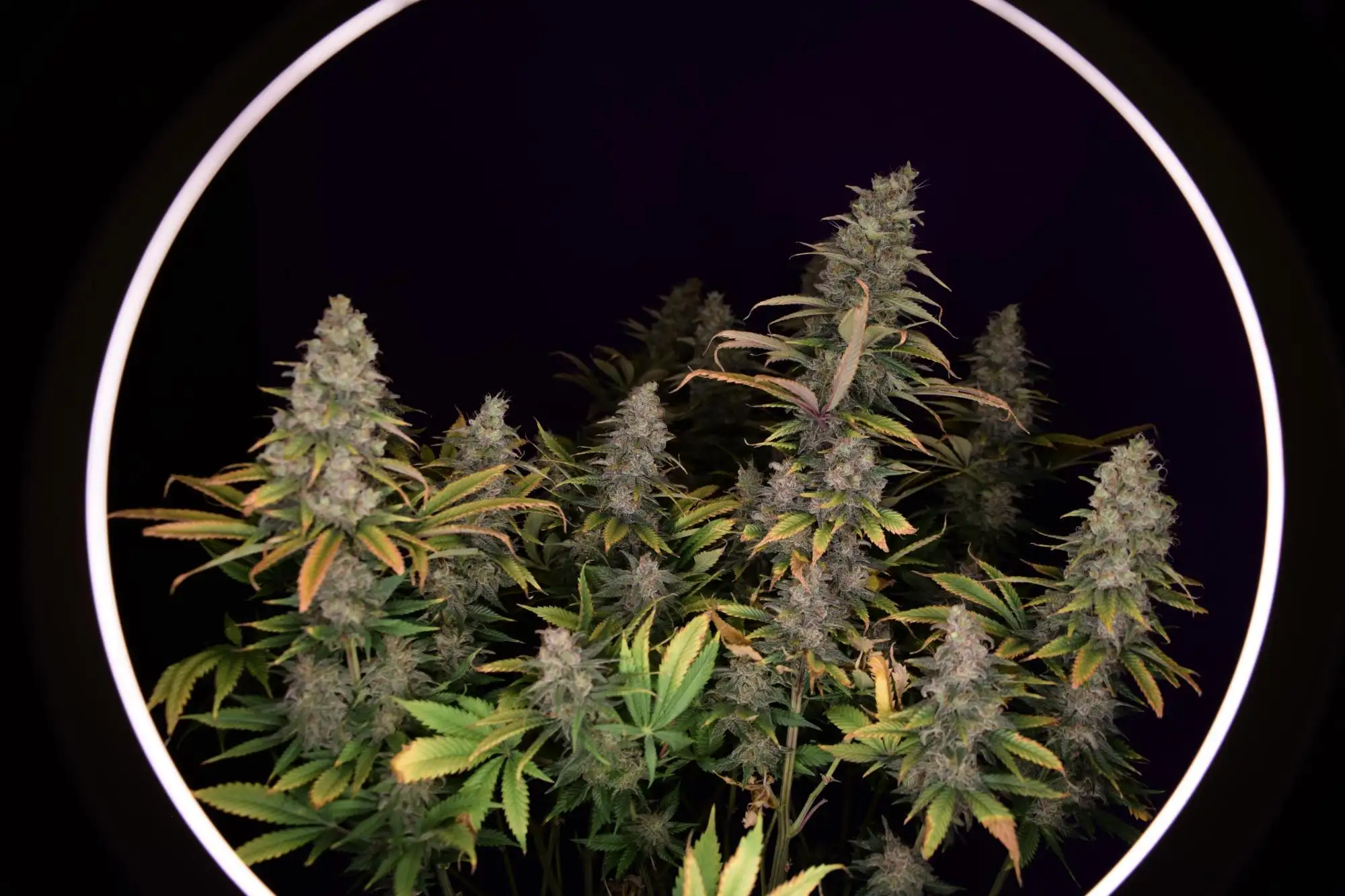 Lemon Power Haze / Zamnesia Seeds: harvests - GrowDiaries