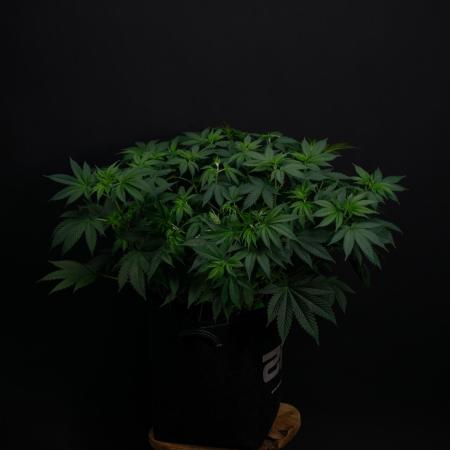 Lemon Cherry Runtz