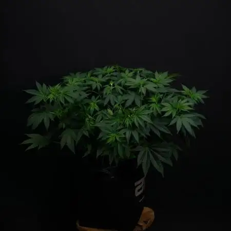 Lemon Cherry Runtz