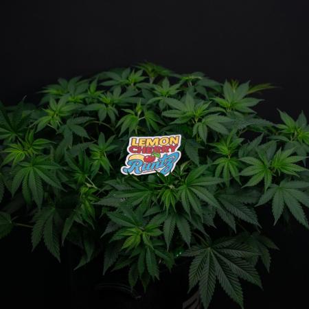 Lemon Cherry Runtz