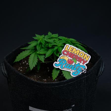 Lemon Cherry Runtz