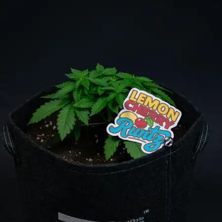 Lemon Cherry Runtz
