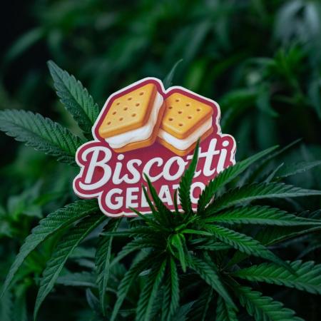 Biscotti Gelato