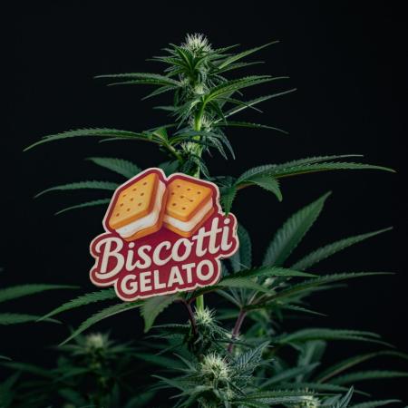 Biscotti Gelato