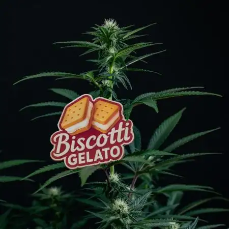 Biscotti Gelato
