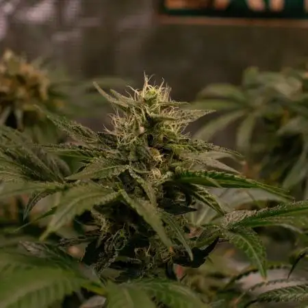 Red Tropicana Cookies ltd.