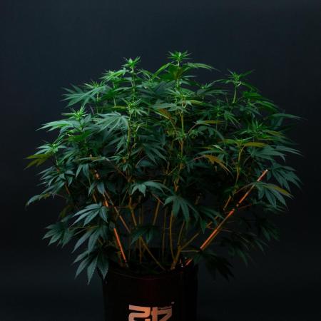 Lemon Cherry Runtz
