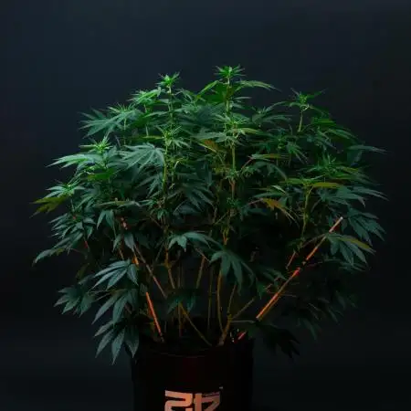 Lemon Cherry Runtz
