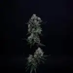 Chilled Cherry ltd. | DWC
