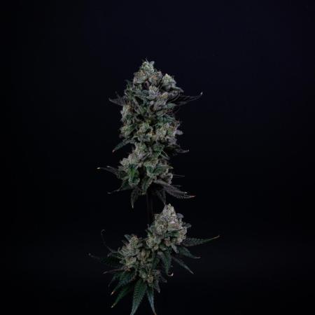 Chilled Cherry ltd. | DWC
