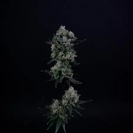 Chilled Cherry ltd. | DWC