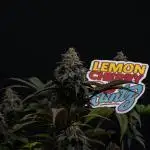Lemon Cherry Runtz