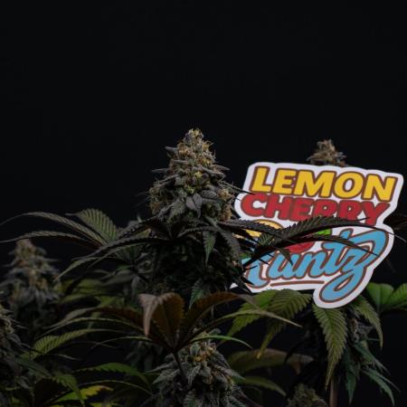 Lemon Cherry Runtz