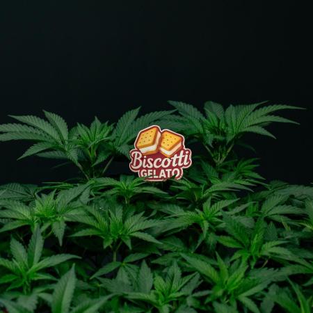 Biscotti Gelato