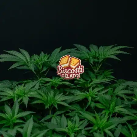 Biscotti Gelato