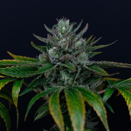 Red Tropicana Cookies ltd.