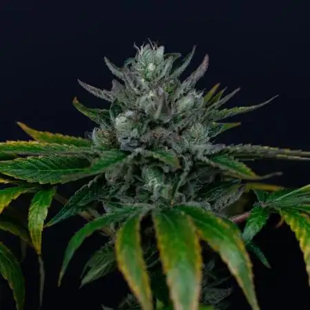 Red Tropicana Cookies ltd.