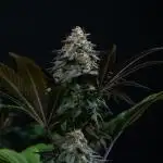 Lemon Cherry Runtz