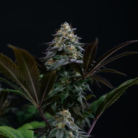 Lemon Cherry Runtz