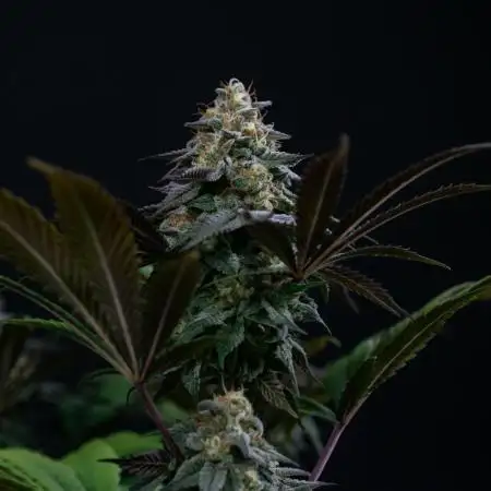 Lemon Cherry Runtz