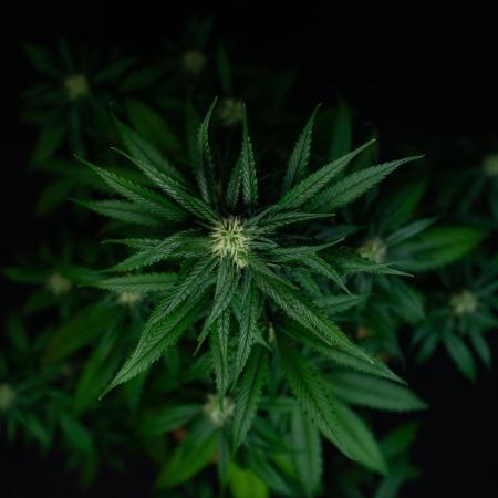 Pineapple Slush XL auto