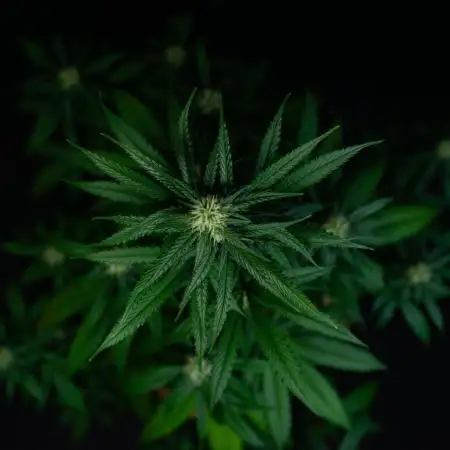 Pineapple Slush XL auto