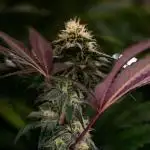 Lemon Cherry Runtz