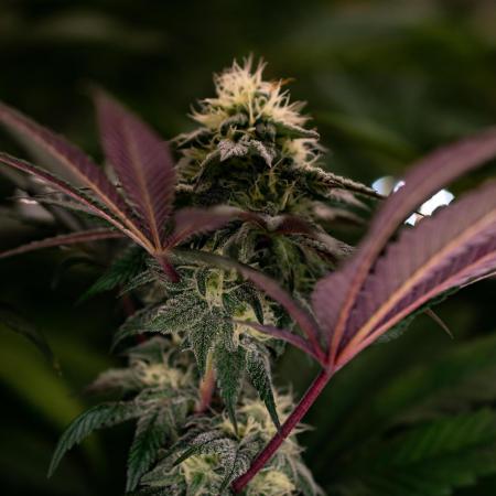 Lemon Cherry Runtz