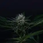 Red Tropicana Cookies ltd.