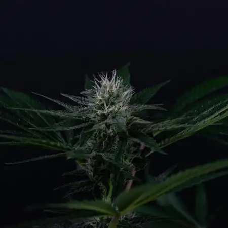 Red Tropicana Cookies ltd.