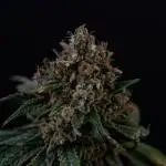 Apple Cru - only harvest