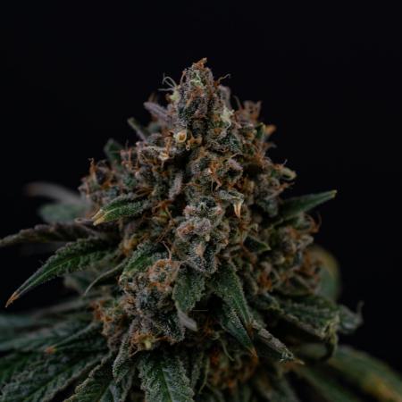 Apple Cru - only harvest